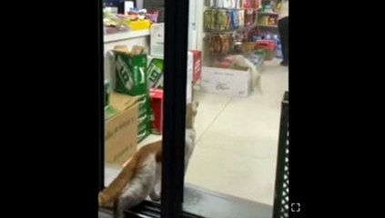 Funniest cats, don`t try to hold back laughter.Funny cats live