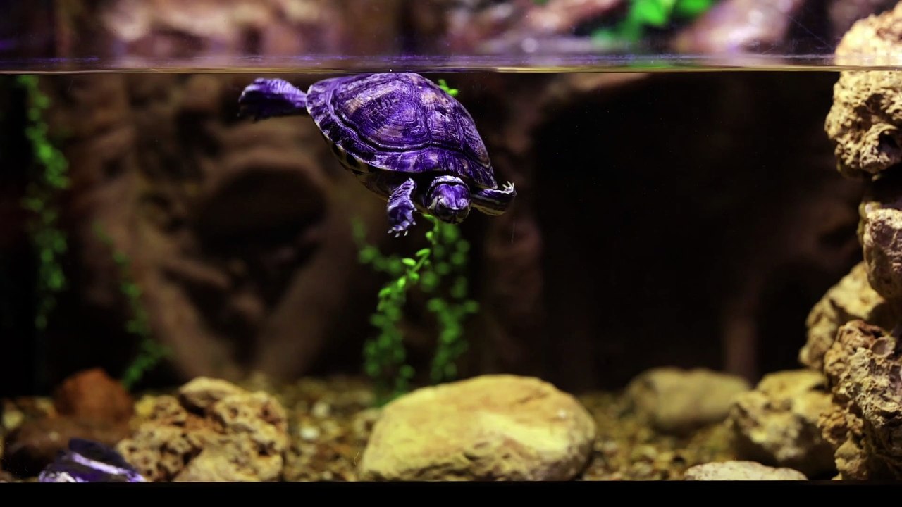Amphibious turtles