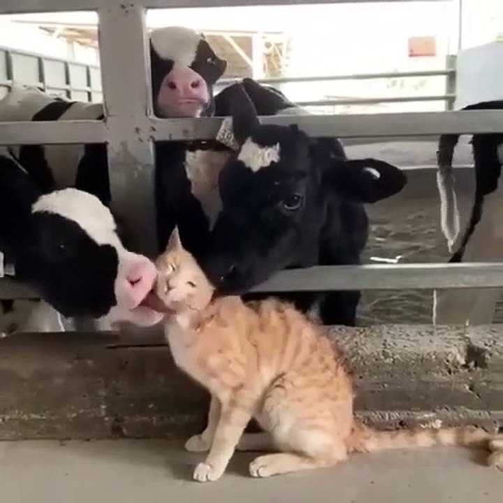 cat&cow