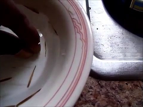 How To Germinate / Plant Moso Bamboo Seeds