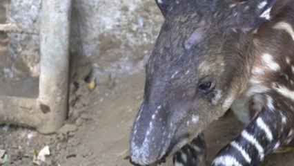 Nace una pareja de tapires en peligro de extinción en el Zoológico de Nicaragua