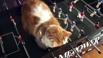 Funny Cats Sleeping In Weird Positions Compilation