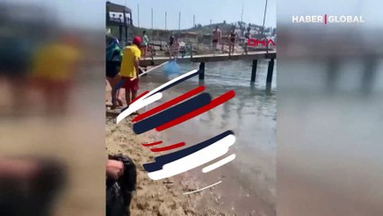 Sahile gelen balon balıkları panik yarattı