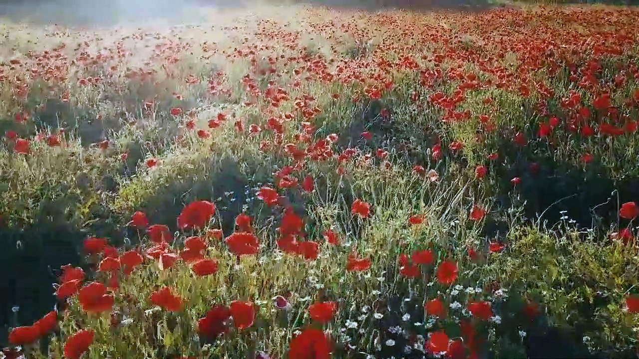 Beautiful Piano Music | for stress relief | positive Energy | with flower garden