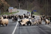 Yayla göçü başladı, kara yolu sürülere kaldı