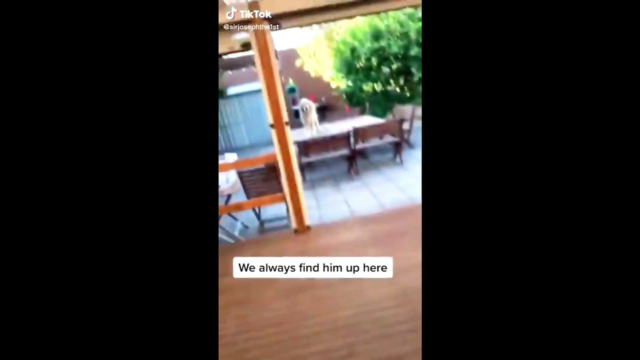 cat funny compliation # 23