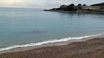 Une baleine aperçue par un Azuréen à quelques mètres de la côte à Antibes