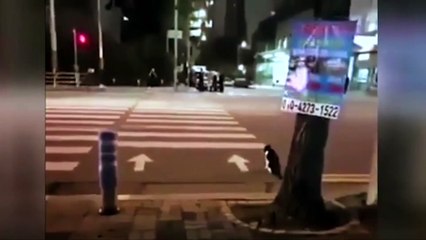 Kediden ders niteliğinde davranış!