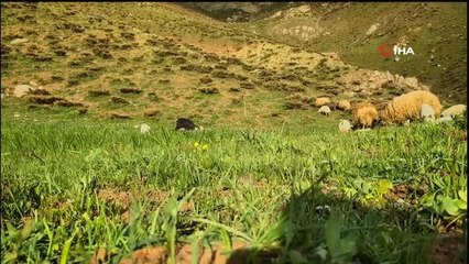 Yüksekova'da ortaya çıkan gelincik böyle görüntülendi