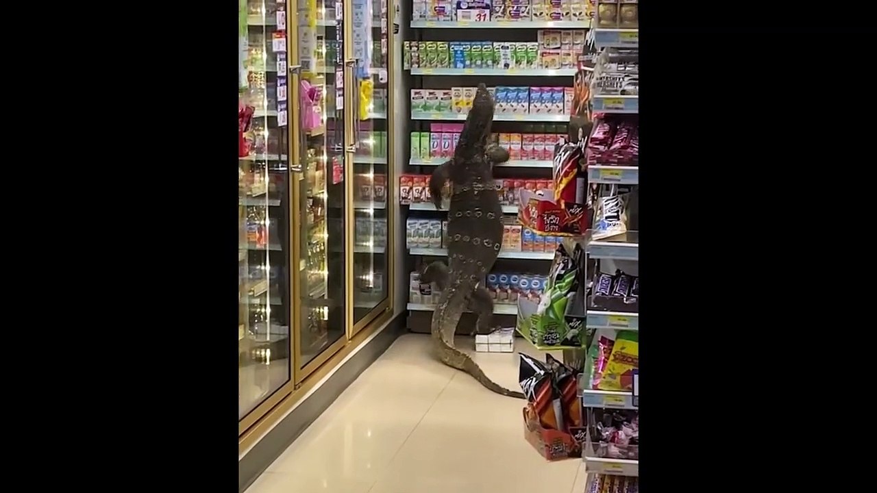 Giant Lizard Takes Over Store