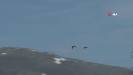 Erzurum'daki göl ilkbaharın gelmesiyle göçmen kuşların evi oldu