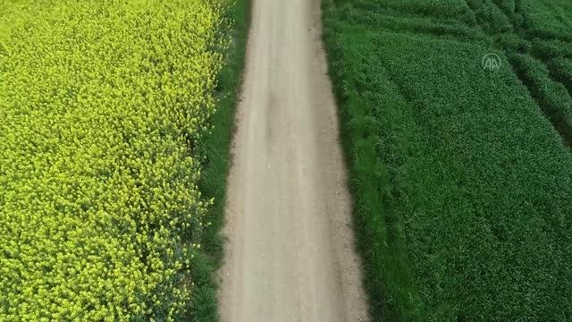 Trakya'da Altın sarısı kanola tarlaları buğdayın yeşiliyle buluştu