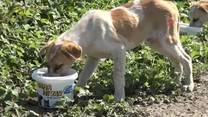 Tam kapanma sürecinde can dostlar mağdur olmayacak