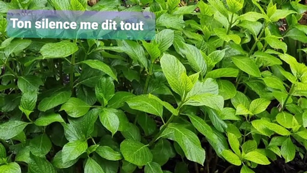 Le temps  / Le jardin non secret,  avant l'automne