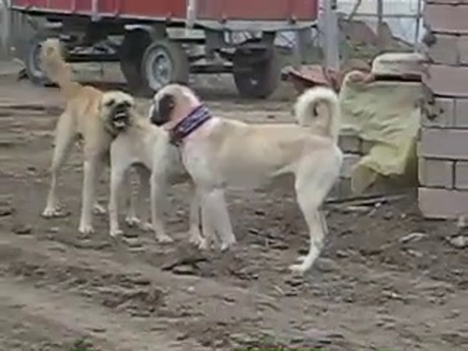 ALA COBAN KOPEKLERiYLE KANGAL KOPEKLERi ATISMA - KANGAL SHEPHERD DOG VS ALA SHEPHERD DOGS