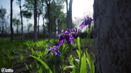 nice pictures to show on Instagram - flowers in the sunset, but what's the flower?