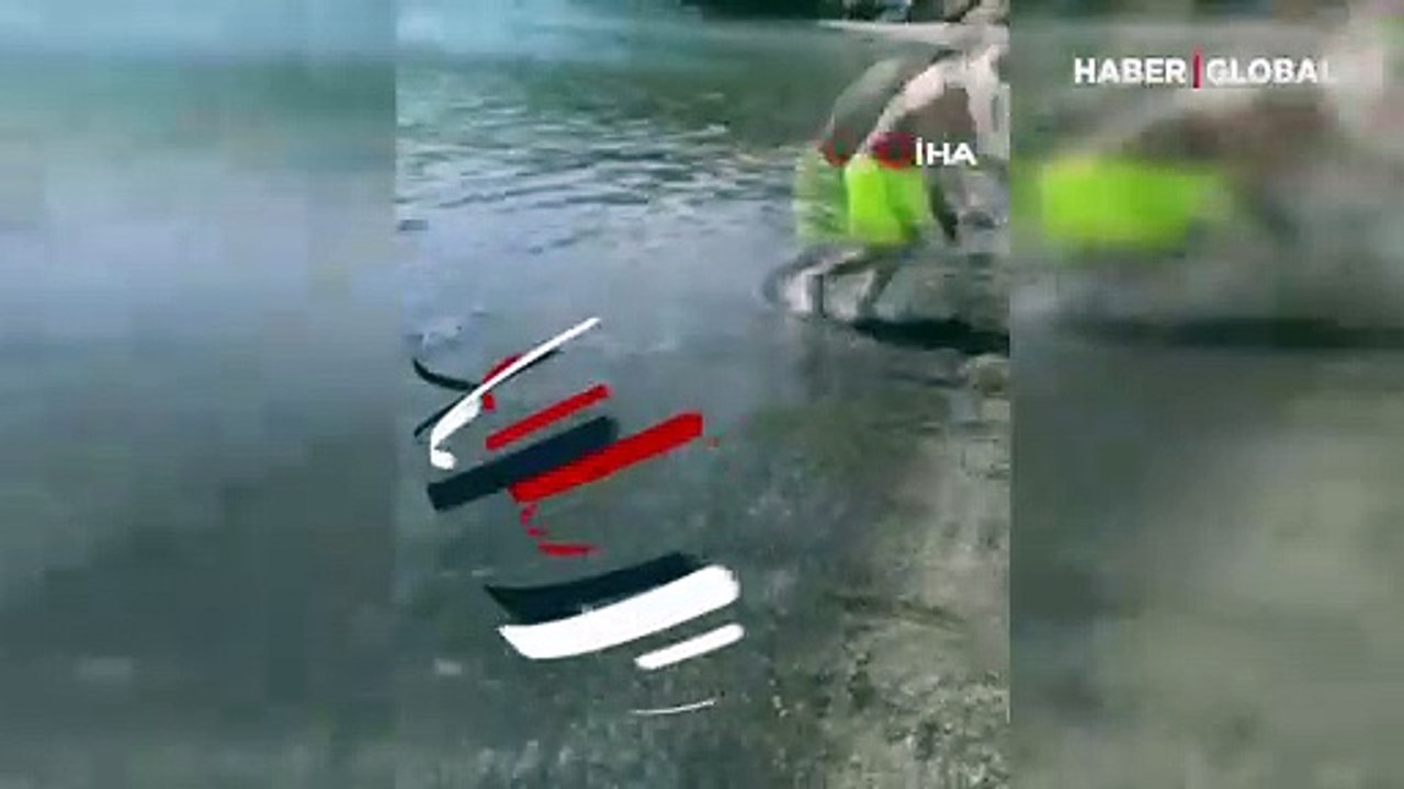 Sahile gelen balon balıklarını elle tutmaya çalıştılar