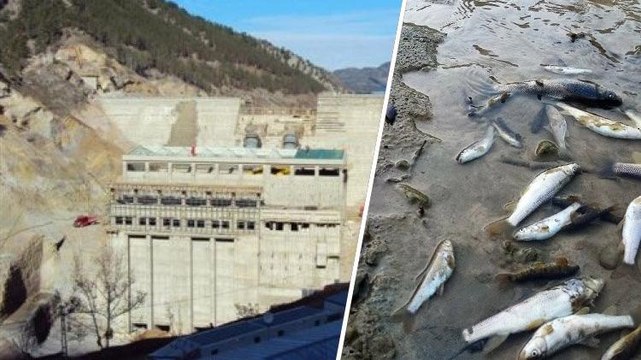 Deredeki balıklar telef oldu