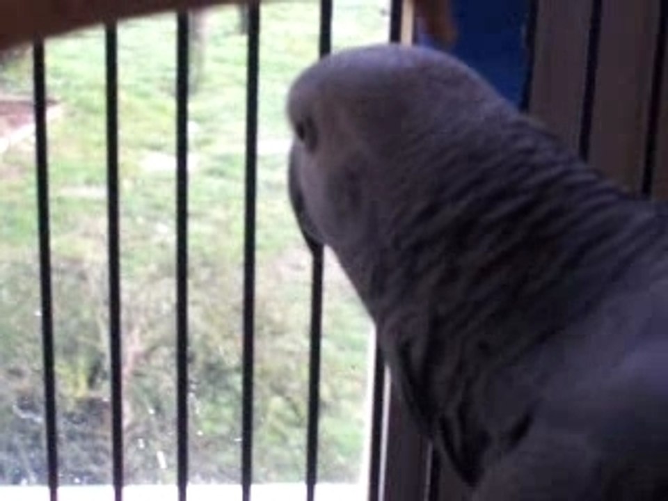 Poppy se prend pour une vache