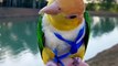 Baby Animals  Funny Parrots And Cute Birds Compilation (2020) Loros Adorables Recopilación #26
