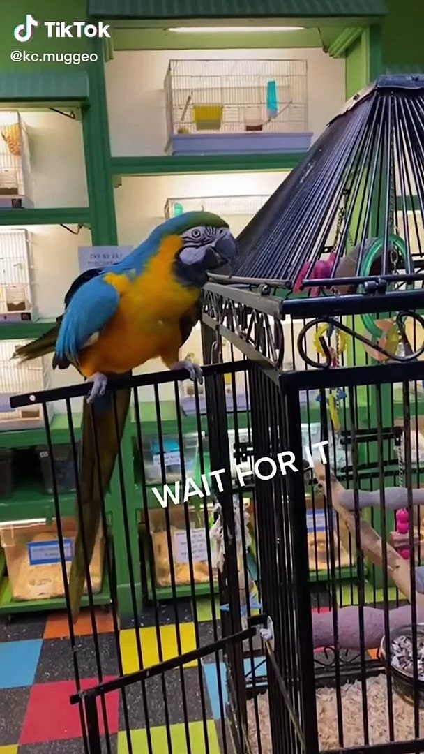 Latest Tik Tok Comedy Video | Funny Comedy Tik Tok Video | Best Comedy Video | Hindi Comedy Videos