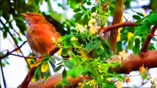 Beautiful And Funny Birds Video 2021