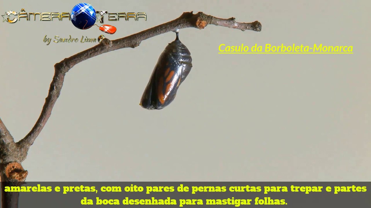 The monarch butterfly (Danaus plexippus) | Monarch Butterfly Leaving Cocoon | Chrysalis