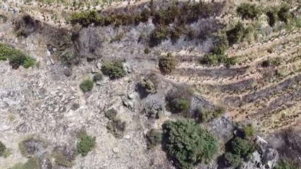 Çıkan yangında avokado ve muz ağaçları zarar gördü