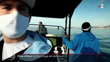 Méditerranée : le thon rouge revient sur la côte