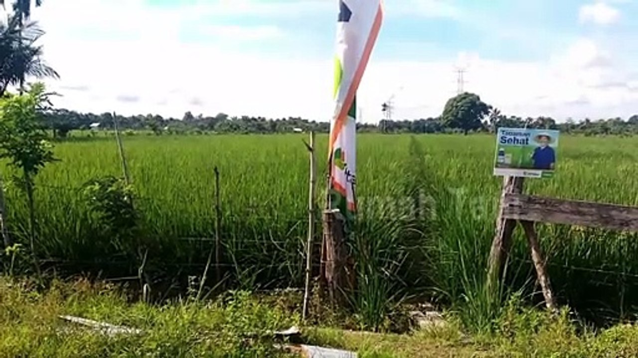 Anthesis Padi RTA I Perkembangan Pertumbuhan Padi Rumah Tani