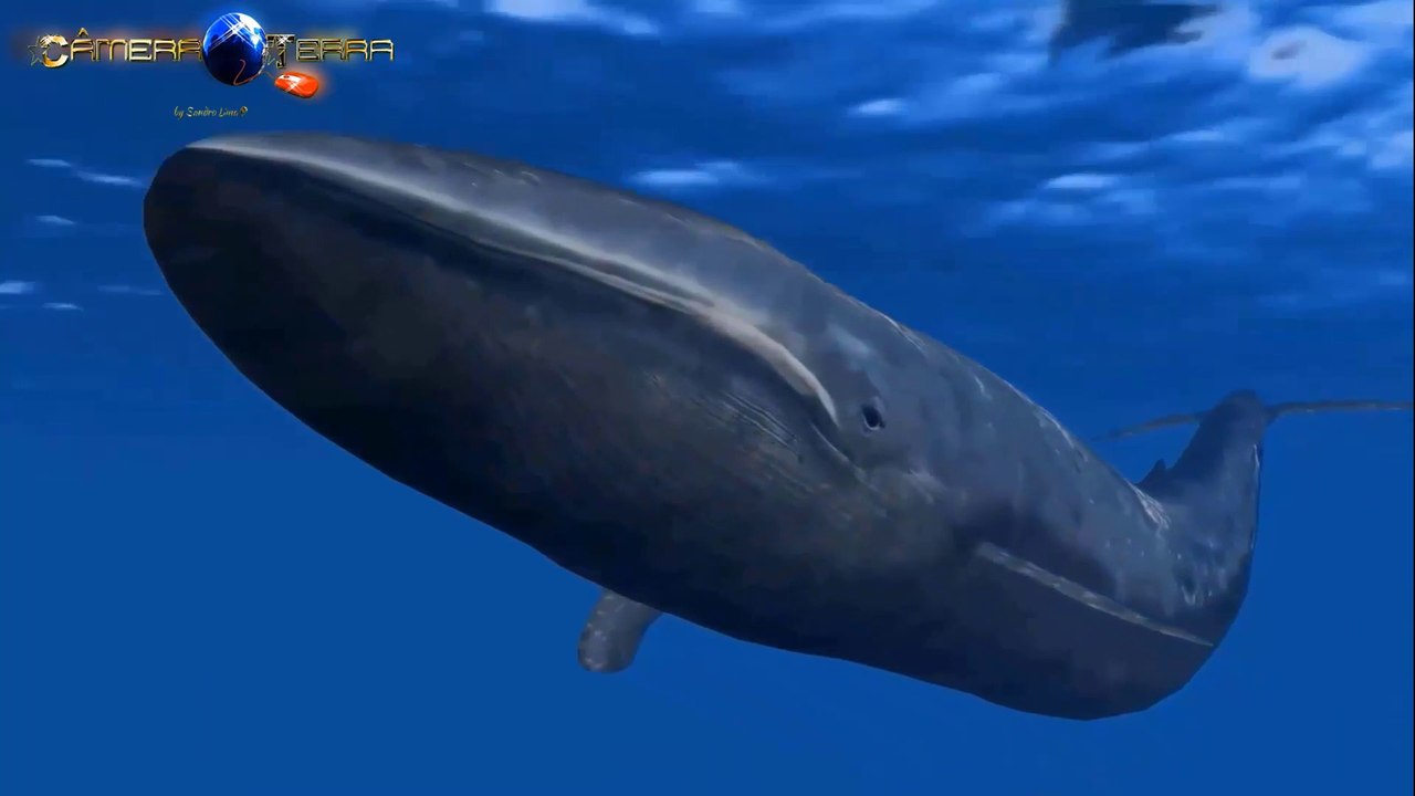 The Blue Whale, The Biggest Animal on Earth
