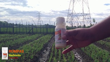 Herbisida Purna Tumbuh RUMPAS Untuk Bawang Merah dan Cabai Merah