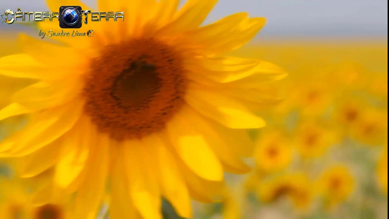 Sunflower, the Majestic Flower of the Sun | Why does the sunflower revolve around the sun?