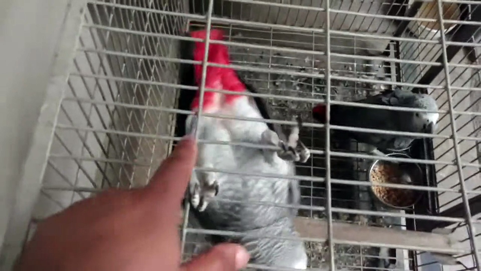 ⁣#Africangrey || African Grey Parrot Sound || Grey Parrot || Birds || Funny Birds || Parrots
