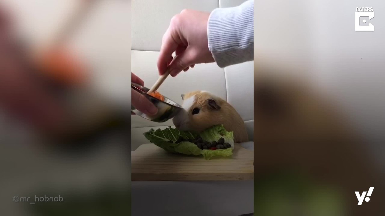 Gesunde Rezeptideen für Meerschweinchen