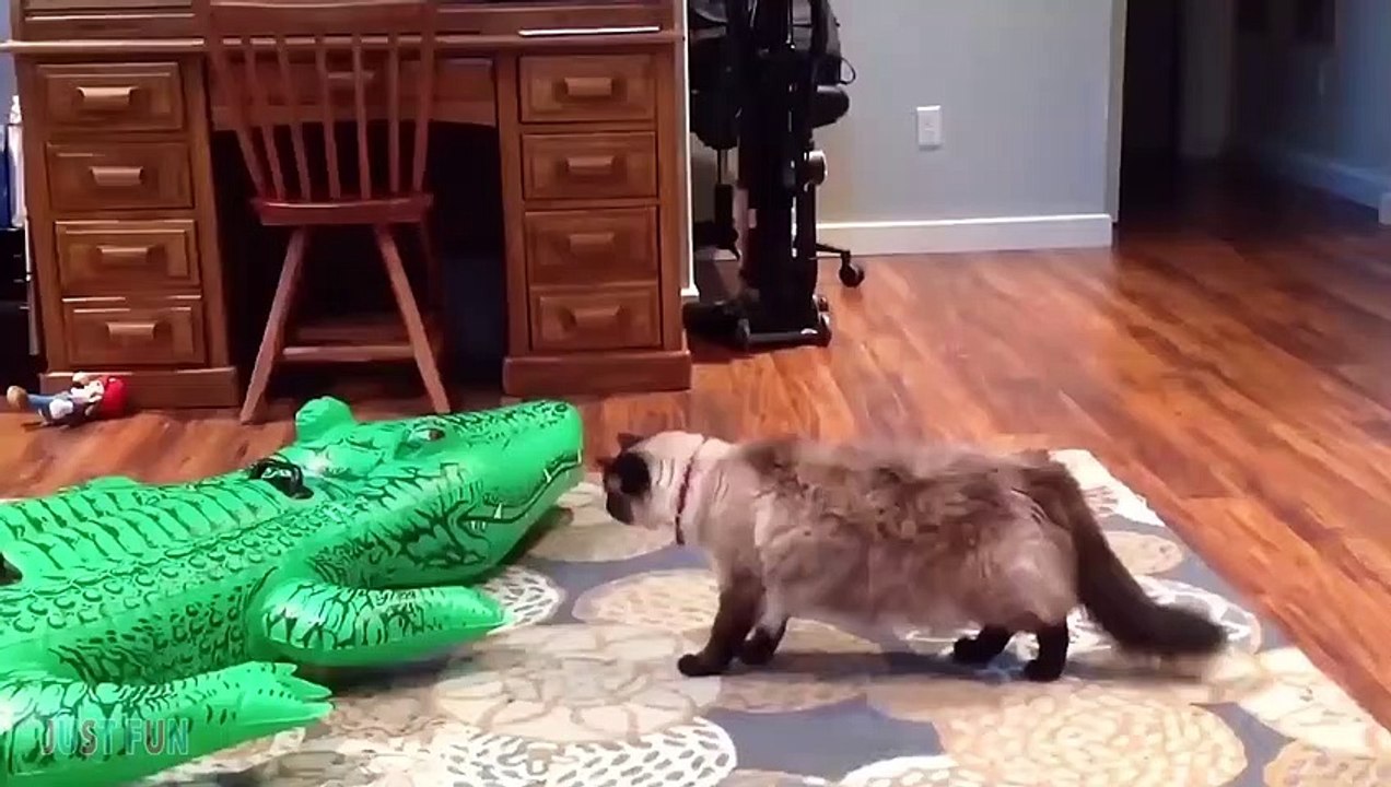 Videos Chistosos de Gatos y Perros 2021 Parte 3