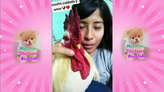 Videos De Risa nuevos Mascotas Graciosos - Momentos Divertidos De Gatos, Perros, etc, Chistosos #2