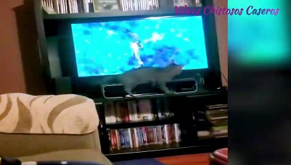 Vides caseros de risa nuevos 2021