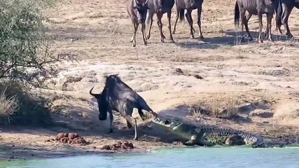 Timsahın yakaladığı yaban öküzüne hiç beklenmeyen yardım!