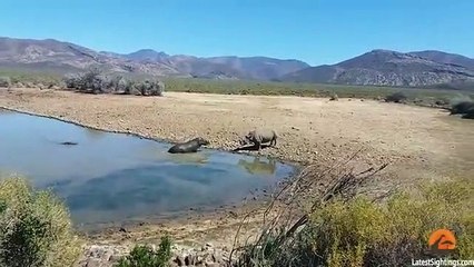 Gergedan ve su aygırının ölümcül kavgası!