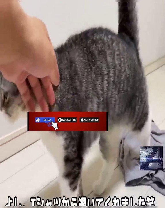 猫が新居で初めてお留守番したら寂しすぎてこうなった…