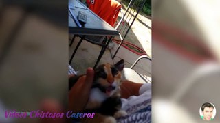 Videos de Animales Caseros Graciosos part.5