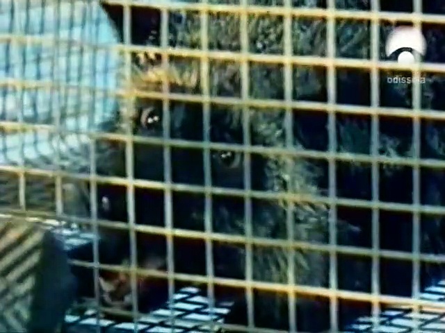 Los perros que cambiaron el mundo