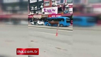 Kaçak boğa, kadını hastanelik etti