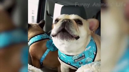 Funny Cats And Dogs Reactions   Try Not To Laugh 