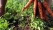 How I Store Root Vegetables (That Last Through The Winter!) | Market Garden | Grow Great Carrots!