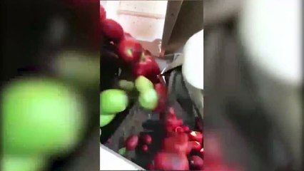 Bu makine olmamış sebzeleri ayıklıyor!