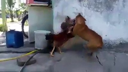 Köpeğe kafa tutan yürek yemiş horoz!