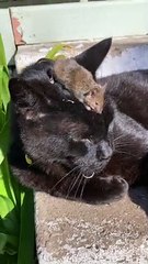 Mice Plague so Bad the Cat Can't Be Bothered Anymore