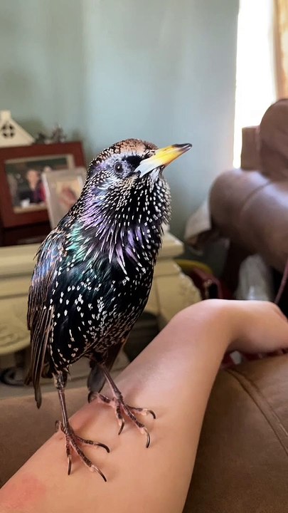 Rescued Starling Learns to Talk